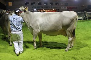 151128SC15 257_Abt 7 Rang 7 Kchlers Glenn GERDA von Theo und Toni Kempf UR